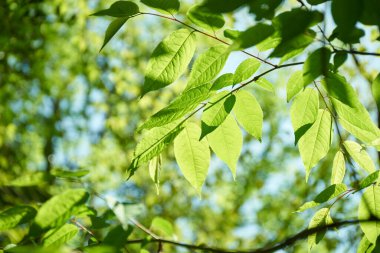 Ormanda yeşil yapraklar