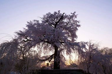 Beyaz sakura çiçekleri açıyor. 