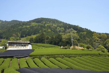 Japonya 'daki Yeşil Çay Çiftliği