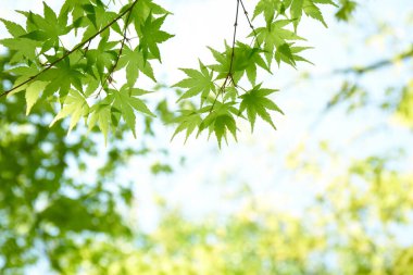 Parktaki yeşil yaprakların bahar arkaplanı 