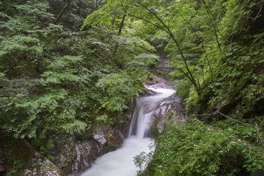 Dağ nehri ve yeşil ormanın güzel doğal manzarası      