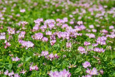 Bahçede güzel çiçekler, flora        