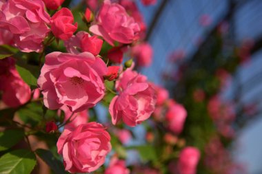 Bahçede açan güzel gül çiçekleri 