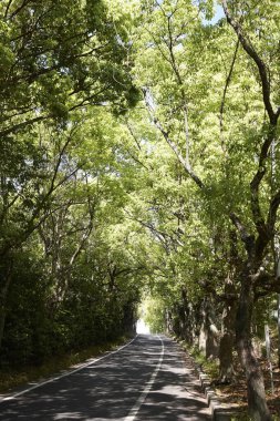 Ormanda güzel bir yol