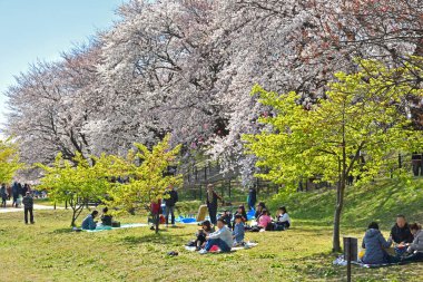 Tokyo, Japonya - 12 Mayıs, 22 Mayıs 17: Turistler Tokyo, Japonya 'da kiraz çiçeklerinin tadını çıkarıyorlar.