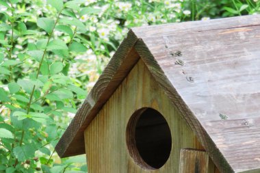 Yeşil bahçedeki ahşap kuş evi