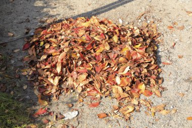 Yere düşen yapraklar.