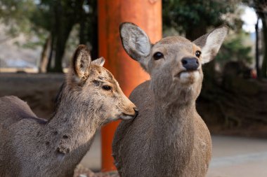 Japonya 'da şirin bir geyiğin portresi
