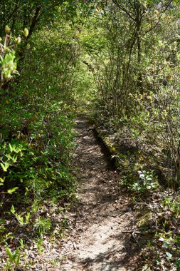 Ormanın güzel manzarası