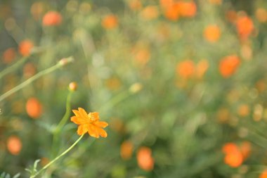 Bahçedeki güzel çiçekler