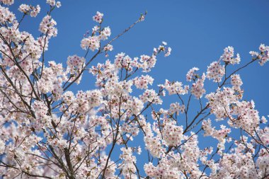 Beyaz sakura çiçekleri açıyor. 
