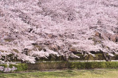 Bahar bahçe içinde güzel çiçek açan ağaçlar 