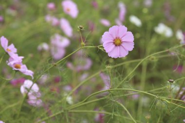 Evren doğada çiçek açar.