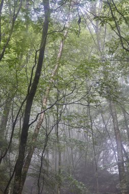 Güzel yeşil orman sabah     