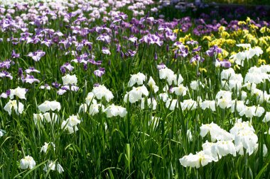 Çiçek tarlası güzel arkaplan 