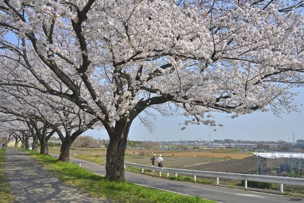 Japonya Kiraz Çiçeği — Stok fotoğraf