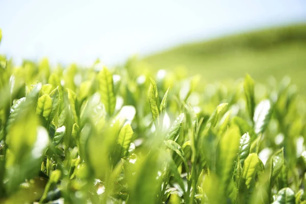 Grama Primavera Folhas Verdes — Fotografia de Stock