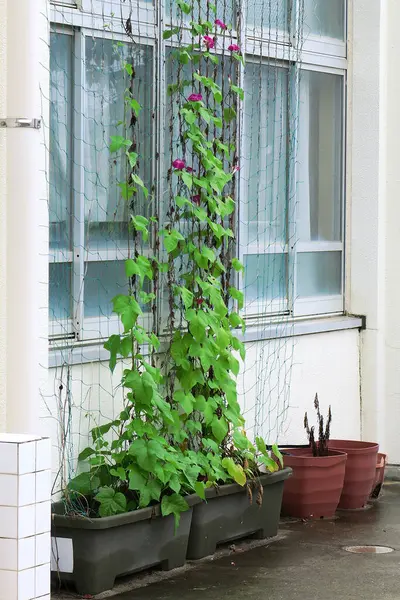 Stock image beautiful pot flowers on window in the garden