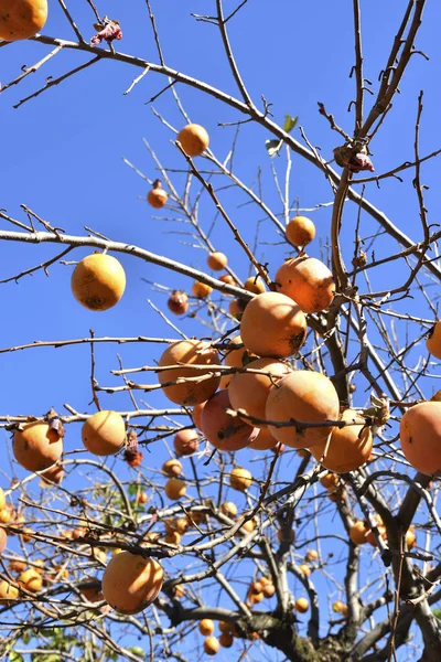 Fruta Caqui Naranja Madura — Foto de Stock