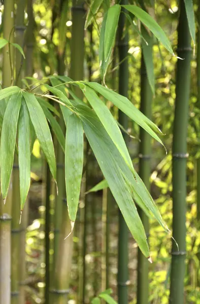 森林里的竹子 — 图库照片