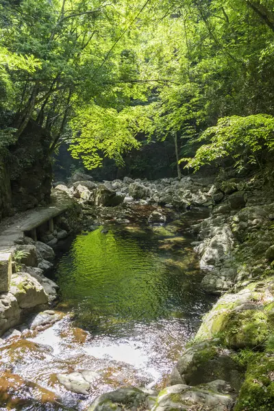 stock image Scenic view of small river in green forest 