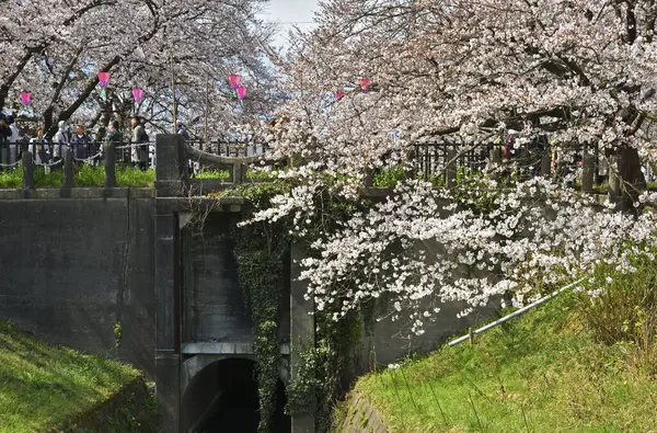 Japonya 'da kiraz çiçekleri