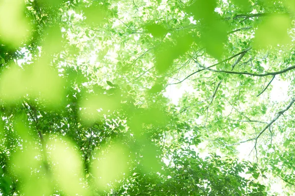 木の緑の葉 — ストック写真