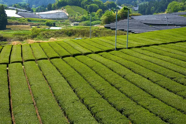 Japonya 'daki çay tarlaları