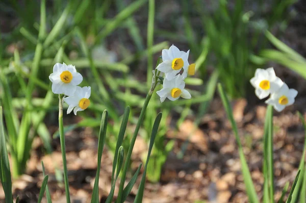 Witte Narcissus Bloemen Tuin — Stockfoto