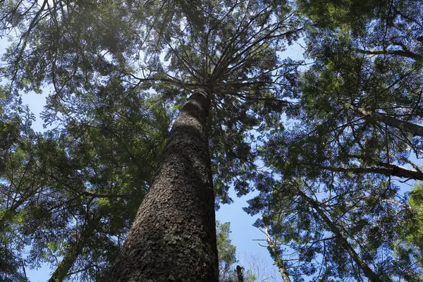 Pohon Tinggi Dengan Latar Belakang Langit — Stok Foto