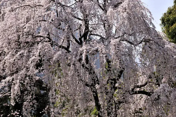 Прекрасные Цветущие Деревья Весеннем Саду — стоковое фото