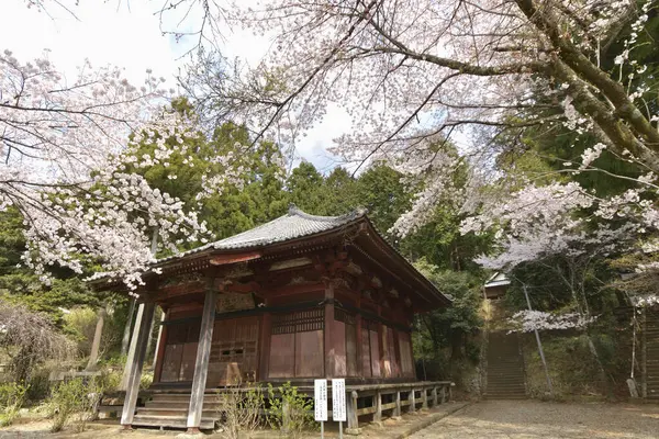 Vista Flor Árvore Sakura Flor Cereja — Fotografia de Stock