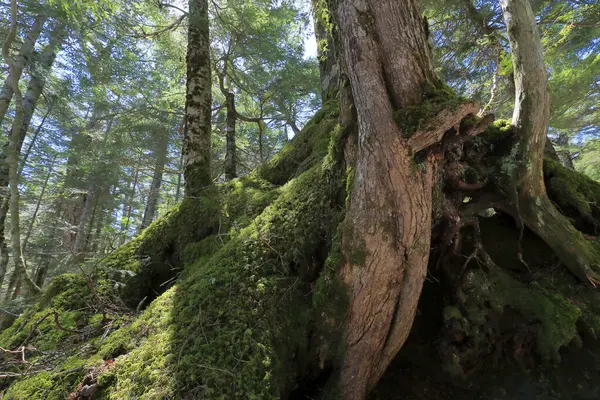 木の樹皮の上のモス マクロの写真 — ストック写真