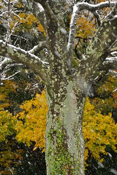 Winterbaum Wald — Stockfoto