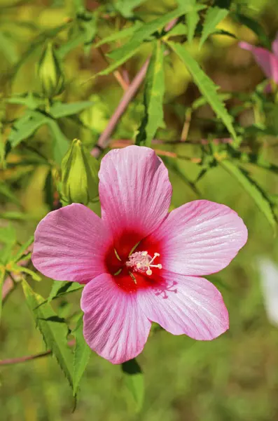 pink hibiscus flower, tropical hibiscus flower in nature