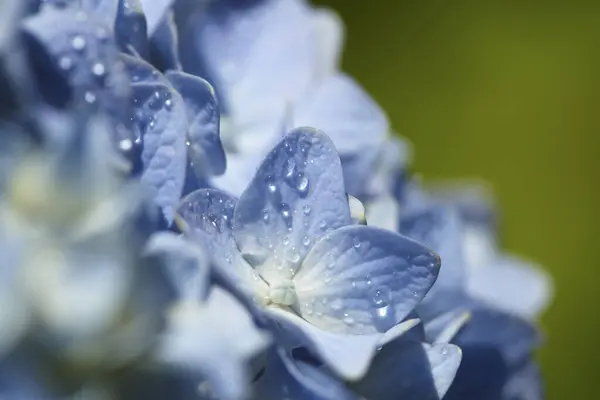 close up of blue hydrangea flowers