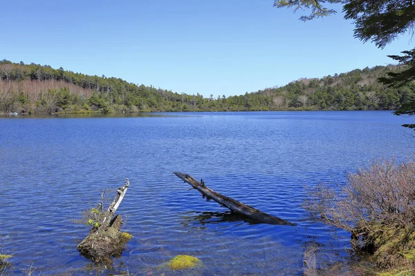 Lac Avec Arbre Tombé Milieu — Photo