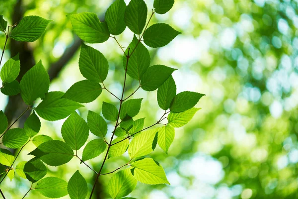 Grüne Blätter Wald — Stockfoto