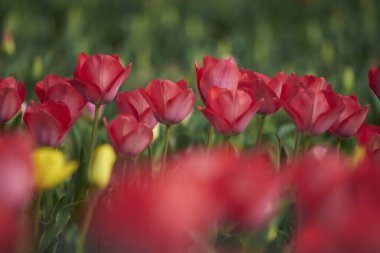 Bahçedeki güzel kırmızı lale çiçekleri