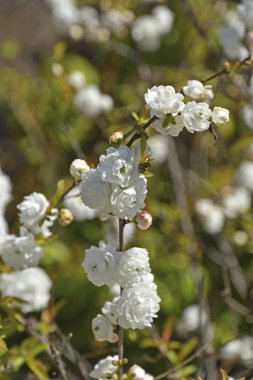 Bahar bahçe içinde güzel çiçek açan ağaçlar 