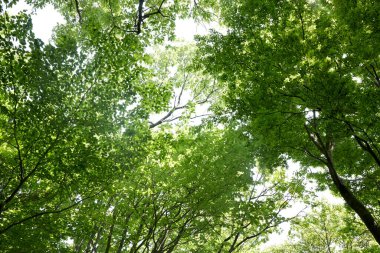 Yeşil ağaçları ve ormanı olan güzel bir manzara.             