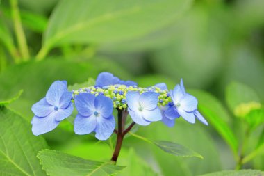 Bahçedeki güzel mavi çiçekler