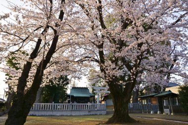 Japonya 'da kiraz çiçekleri, Tokyo