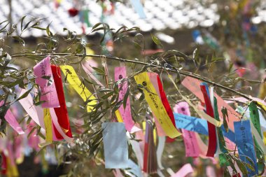 Tanzaku 'ya yazılmış dilekler, küçük kağıt parçaları, ve bir dilek ağacına asılmış.