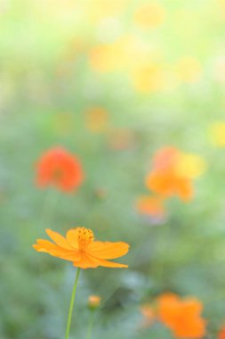 Bahçedeki güzel sarı çiçekler