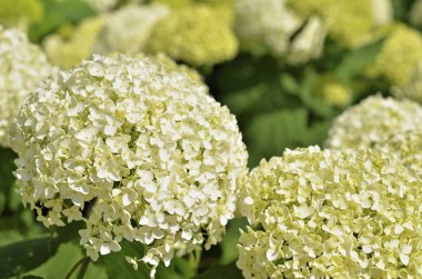 Bahçedeki beyaz çiçekler doğa arka planında