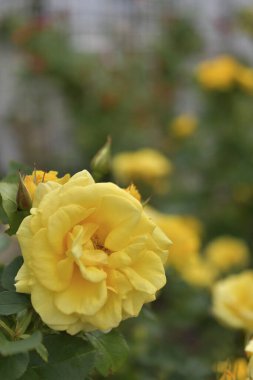 güzel çiçek arkaplan görüntüsü 