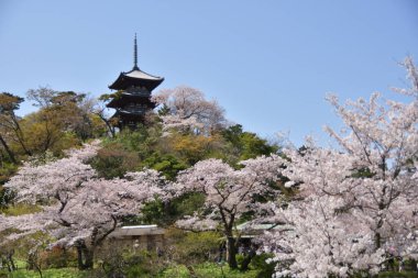 Sakura ağacı çiçeği manzarası, kiraz çiçeği 