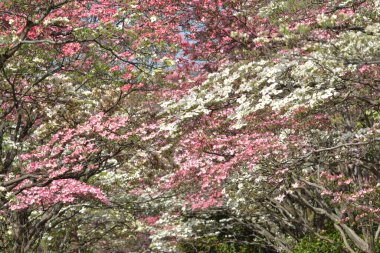 Japonya 'da kiraz çiçekleri, Tokyo
