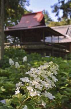 güzel çiçek arkaplan görüntüsü 